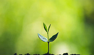 Low carbon economy : post COVID green stimulus and sustainable recovery